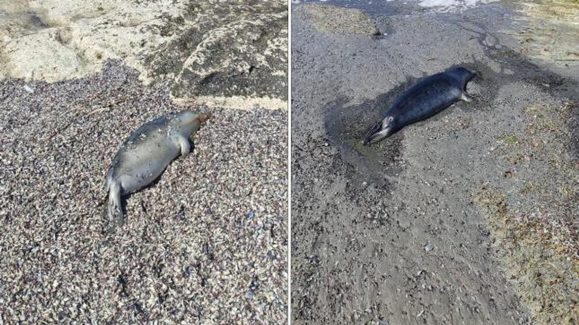 На побережье Казахстана обнаружили более 60 мертвых тюленей