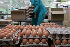 Путин рассказал о ценах на яйца