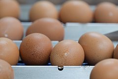 Предсказан срок падения цен на яйца в России