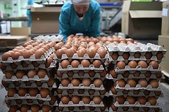 «Это сбой в работе правительства» Путин извинился за рост цен на кур и разъяснил, как обстоят дела с яйцами