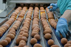 В Россию завезли яйца из Азербайджана