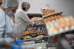 В России выросло производство яиц