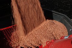 В России снизились запасы зерна
