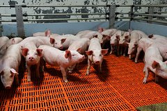 Российские свиноводы выступили против ужесточения контроля за вредными выбросами
