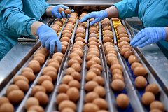 Еще в одной стране заявили о готовности поставлять яйца в Россию