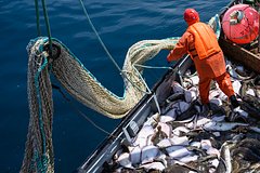 Россия нарастила вывоз рыбы