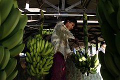 Эквадор усилил контроль за поставками бананов в Россию