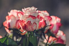 В Госдуме предложили ввести регулирование цен на цветы