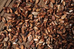 Стало известно об удвоении мировых цен на какао-бобы