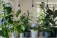 «Авито» зафиксировал рост продаж комнатных растений