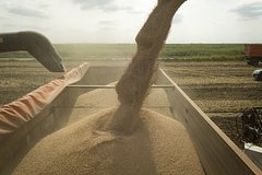 Поставки российского зерна в Европу рухнули