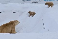 Опекаемые «Роснефтью» белые медвежата впервые вышли на прогулку в зоопарке