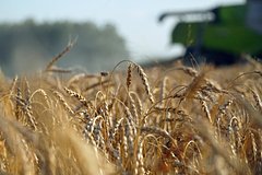 Российские зернотрейдеры предложили изменить требования к качеству