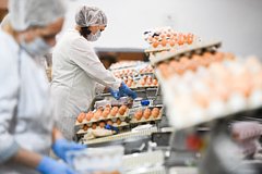 Прибыль крупнейших производителей яиц в России резко выросла