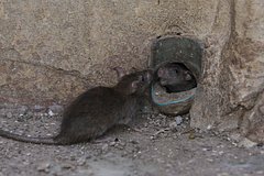 Россияне пожаловались на выползающих из унитаза крыс