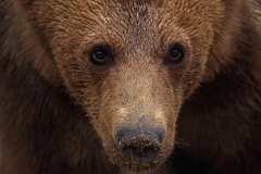 Переехавшие в Европу украинские медведи стали нападать на людей