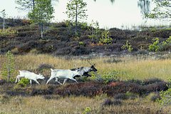 «Роснефть» поддержала мониторинг миграции северных оленей