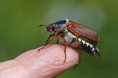 Россиян призвали защищать одних насекомых-вредителей