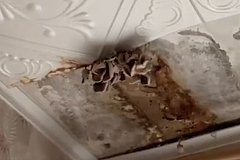 УК затянула с ремонтом и вырастила грибы на потолках квартир