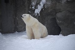 В поселках Диксон и Сабетта начались научные экспедиции по изучению белого медведя