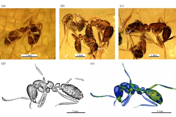 Ученые СПбГУ опровергли открытие древнейшего муравья-кочевника возрастом 40 млн лет