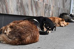 В Госдуме выступили против решения регионов усыплять бродячих собак