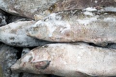 «РН-Пурнефтегаз» помог увеличить численность промысловых рыб на Ямале