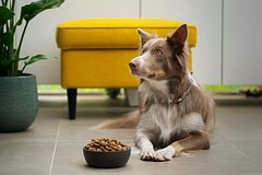 «Роскосмос» отказался рекламировать собачий корм