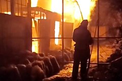Зоопарк с экзотическими животными сгорел в Крыму. Почти никого из питомцев не удалось спасти