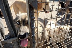 В питомнике на Урале нашли десятки замерзших собак