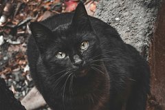 На Сахалине заметили самостоятельно проверяющего здоровье бездомного кота