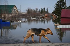 В российском регионе заявили о возобновлении роста уровня воды