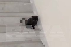 В Подмосковье нашли котенка с порезами и пробитыми внутренними органами